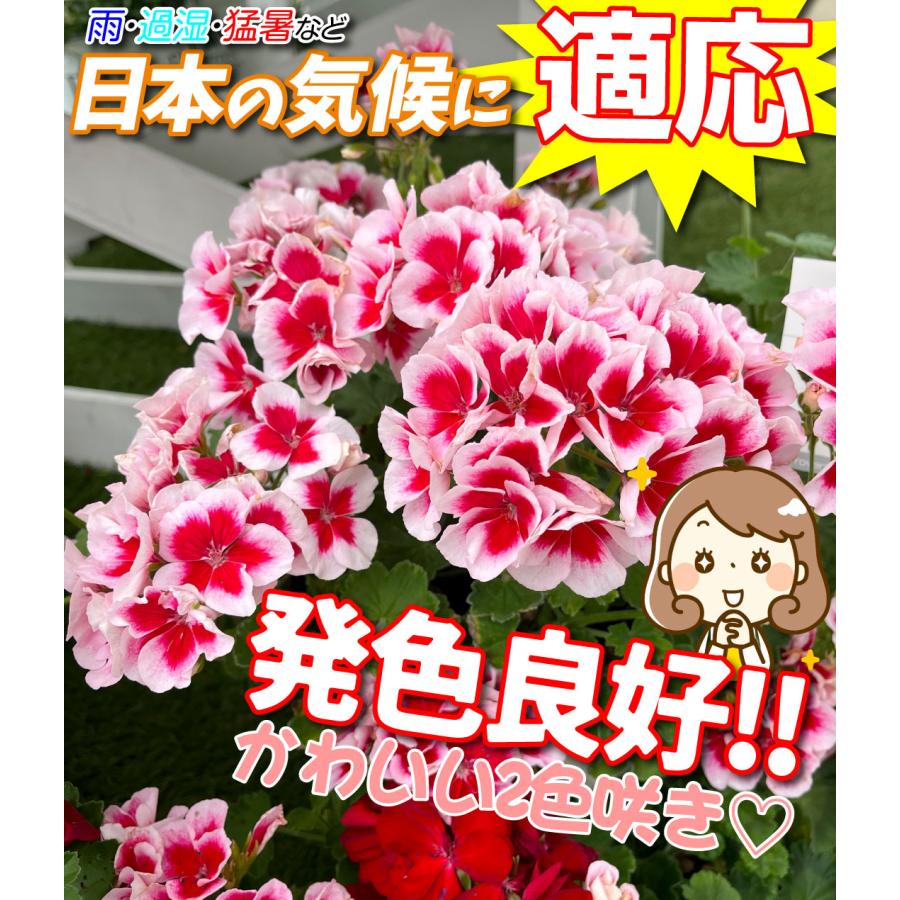 花苗 スーパーゼラニューム チャンピオン ロージー PVP 2株 PW 花の苗