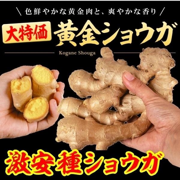 種ショウガ 美味激安ショウガセット 2種10kg(各5kg) / 生姜 種ショウガ 美味激安ショウガセット 2種10kg(各5kg) / 生姜