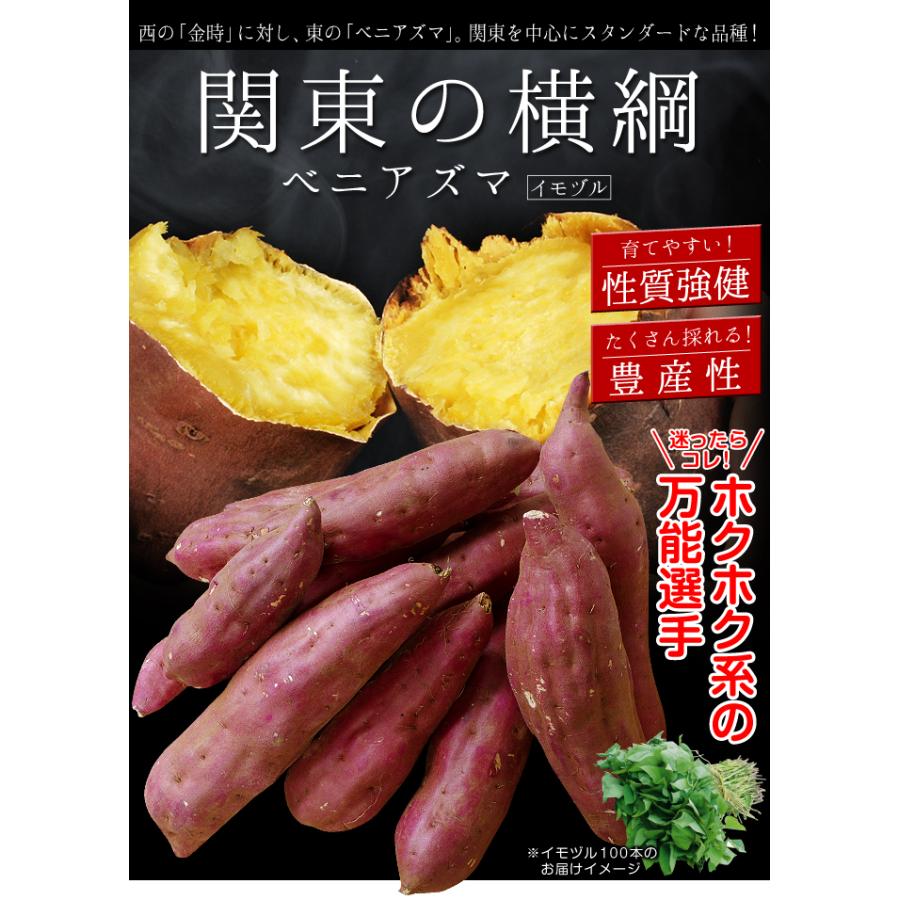 国華園 イモヅル 芋づる 金時＆ベニアズマイモヅルセット 2種40本(各20