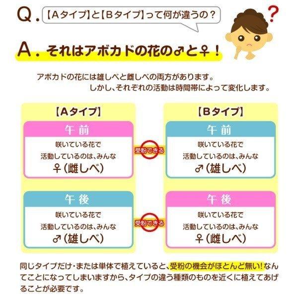 アボカド苗 寒さに強いアボカドAセット 2種2株 果樹苗｜kokkaen｜05