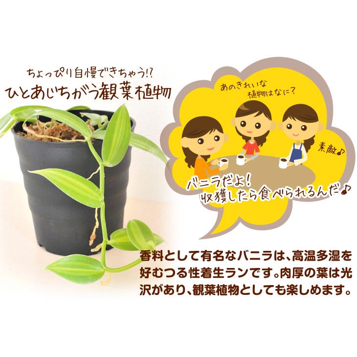 バニラ 斑入りバニラ 1株 果樹苗 国華園 : 花と緑 国華園 - 通販
