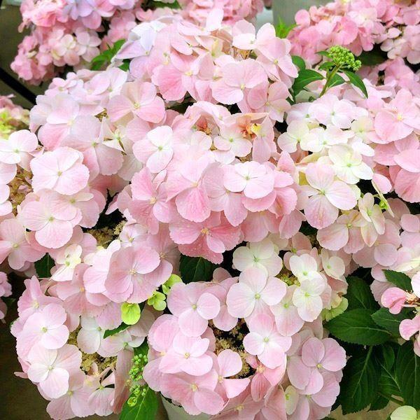 アジサイ 苗 フレンチボレロPVP 1株 紫陽花苗 花木苗 国華園（Yahoo!・花と緑 国華園）