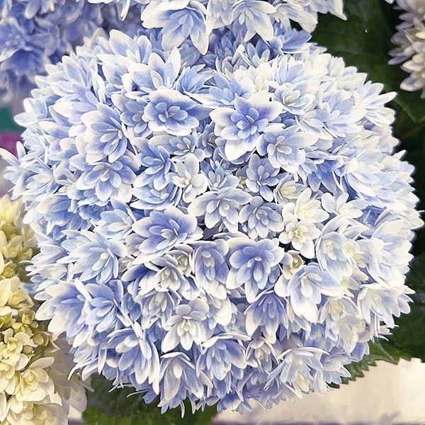 アジサイ 苗 響ブルー（品種登録出願中） 1株 紫陽花苗 花木苗 国華園（Yahoo!・花と緑 国華園）