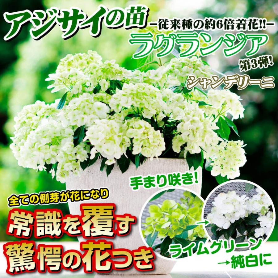 アジサイ 苗 苗木 ラグランジアRシャンデリーニ（品種登録出願中） 1株 / ハイドランジア 紫陽花 あじさい アジサイの苗木 庭木 植木 花木苗 PW｜kokkaen｜02