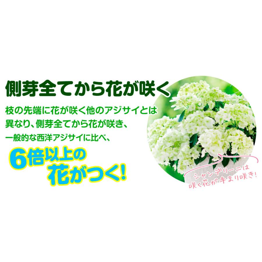 アジサイ 苗 苗木 ラグランジアrシャンデリーニ 品種登録出願予定 1株 5号鉢 アジサイの木 紫陽花 あじさい アジサイの苗木 庭木 植木 花木苗 Pw 23 P4 0047 花と緑 国華園 通販 Yahoo ショッピング