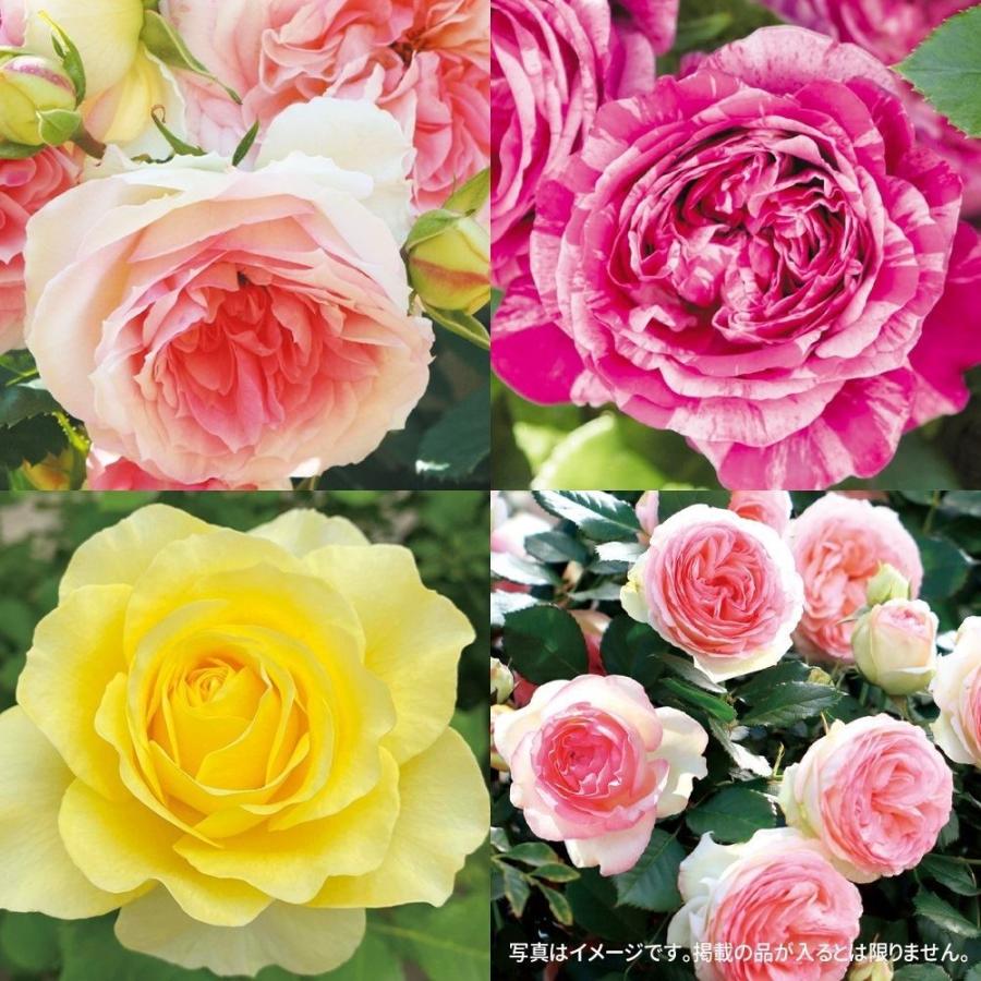 バラ 苗 つるバラ新苗福袋（品種見計らい） 3株 送料無料 薔薇苗 花木苗 国華園（Yahoo!・花と緑 国華園）
