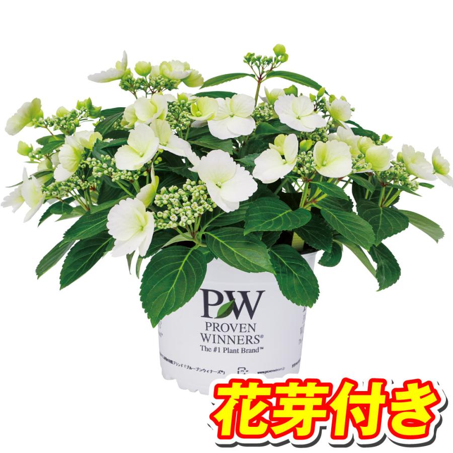 花芽付きアジサイ 苗 ラグランジア（R) ブライダルシャワーPVP 1株 PW 紫陽花苗 花木苗 国華園（Yahoo!・花と緑 国華園）