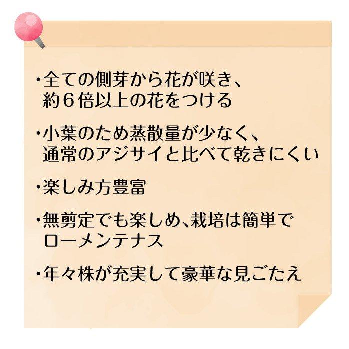 花芽付きアジサイ 苗 苗木 ラグランジア（R) ブライダルシャワー 品種登録出願中 1株 / 紫陽花 ハイドランジア PW｜kokkaen｜13