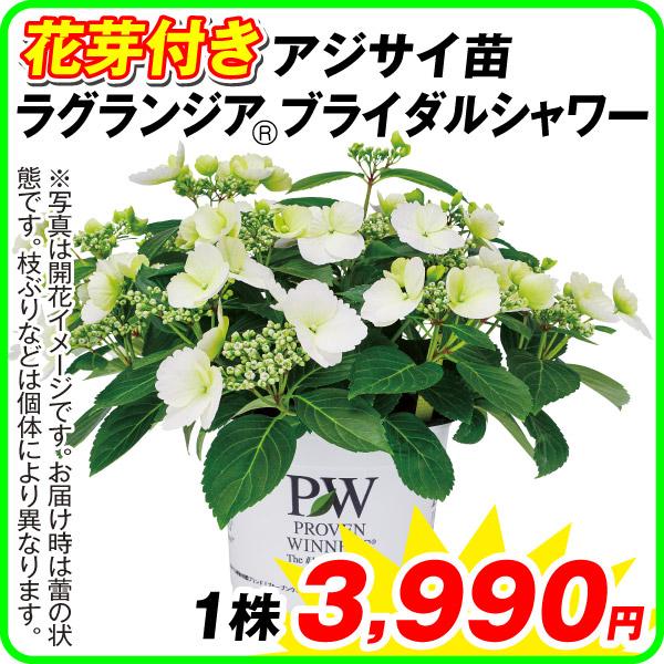 花芽付きアジサイ 苗 苗木 ラグランジア（R) ブライダルシャワー 品種登録出願中 1株 / 紫陽花 ハイドランジア PW｜kokkaen｜02