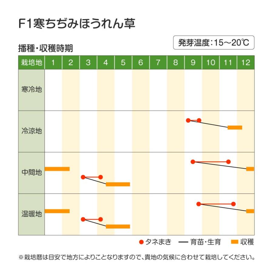 ホウレンソウ 種 野菜たね F1寒ちぢみほうれんそう 1袋（10ml） 法蓮草 ほうれん草 やさいたね 国華園 こっかえん｜kokkaen｜03