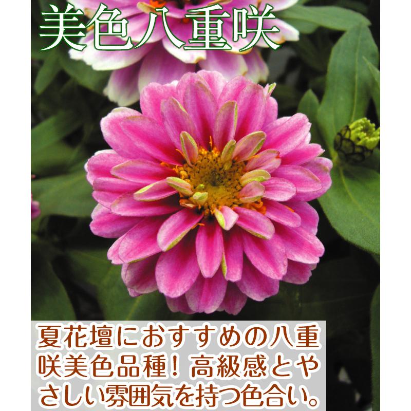 種 花たね 百日草 ラズベリーリップル 1袋(15粒) : 花と緑 国華園