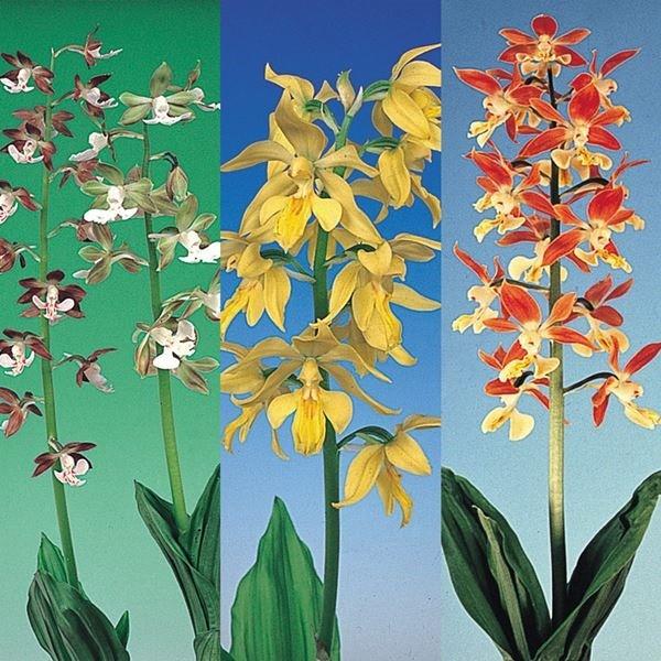 ラン・山野草 エビネラン 南九州産エビネミックス5株（Yahoo!・花と緑 国華園）