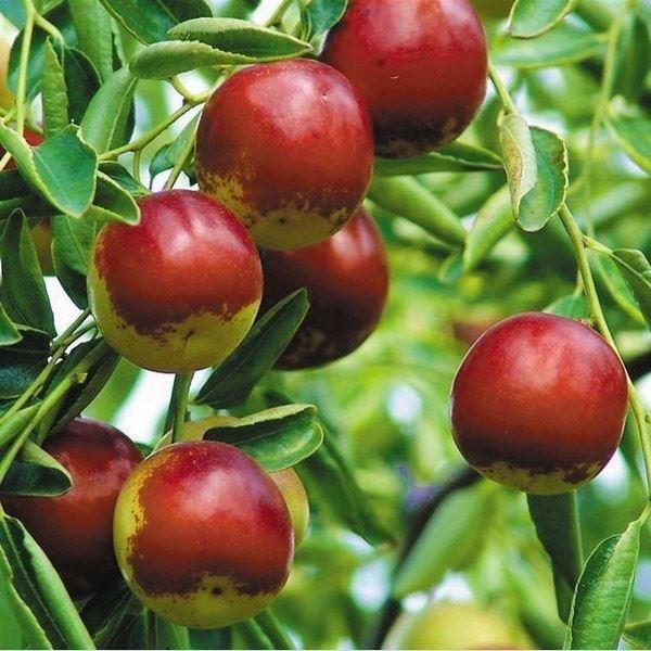 果樹苗 ナツメ 七月早脆王 1株（Yahoo!・花と緑 国華園）