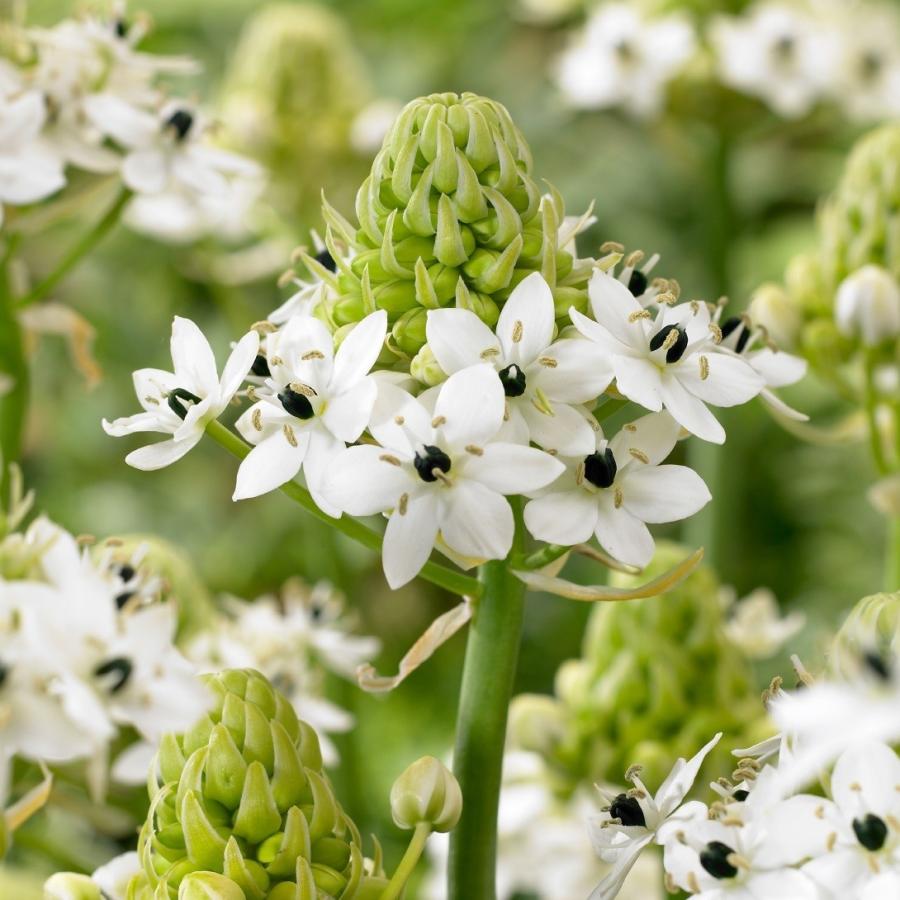 オーニソガラム 球根 ソーンデルシー 2球 オーニソガラムの球根 春植え球根（Yahoo!・花と緑 国華園）
