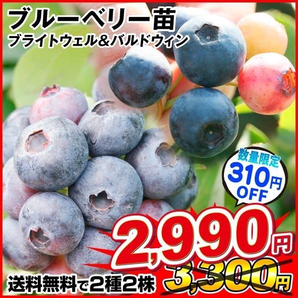 果樹苗 挿木3年生ブルーベリーAセット 2種2株 送料無料（Yahoo!・花と緑 国華園）