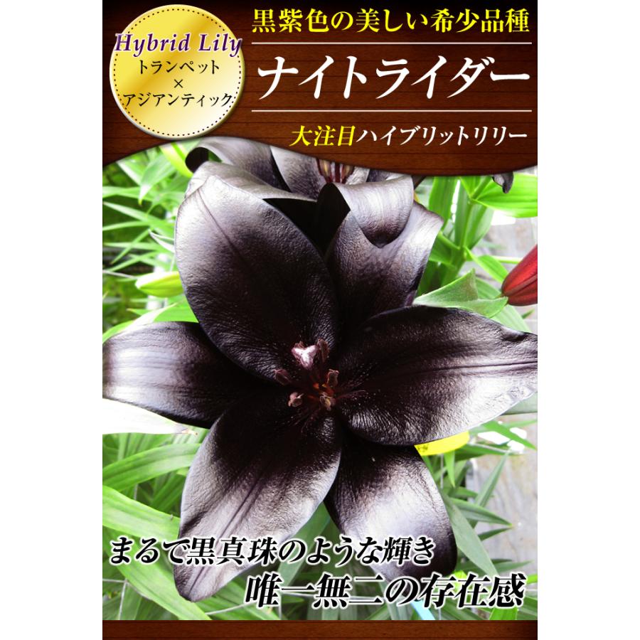 ＮＡＯ　ユリ球根　15球 ユリ 球根 すかしユリ ナイトライダー 8球 ユリの球根 百合