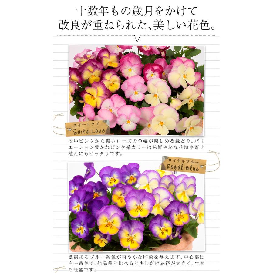 花苗 パンジー 虹色スミレRセット 4種8株 : 花と緑 国華園
