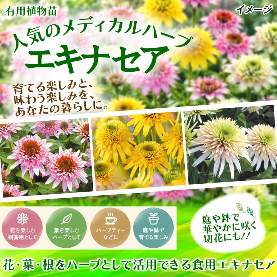 国華園 有用植物苗 エキナセア (品種見計らい・名称付) 2株 / 家庭菜園