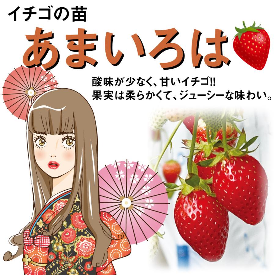 いちご苗 福王 3寸60個セット ポットまま発送 イチゴ苗 いちご苗 あま