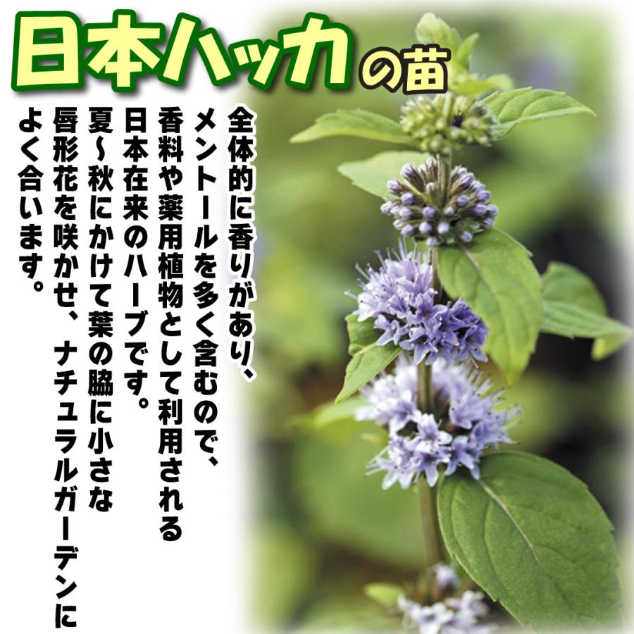 国華園 有用植物苗 日本ハッカ 2株 / 家庭菜園 ハッカの苗 ハーブ