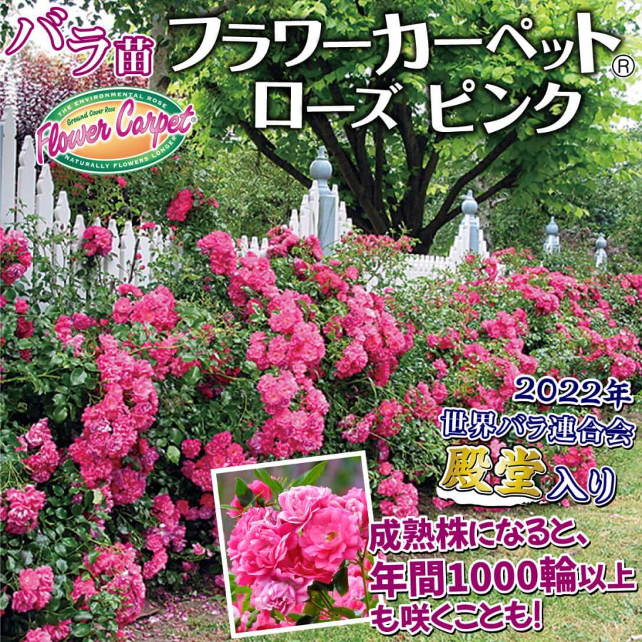 バラ苗 苗木 フラワーカーペット(R) ローズ ピンク 1株 / 薔薇苗
