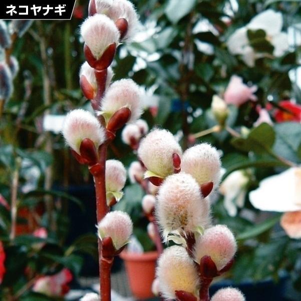 花木苗 ネコヤナギ ピンクパール 2株（Yahoo!・花と緑 国華園）