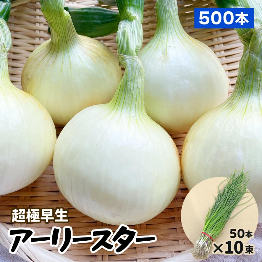玉ねぎ苗【超極早生品種、浜笑2000本】【野菜苗】【玉葱苗】 浜笑 | カネコ種苗株式会社 | 未来をひらく・・カネコ交配