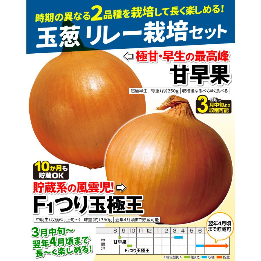 種 野菜たね リレーセット 玉ねぎたねリレー栽培セット 2種2袋 玉葱