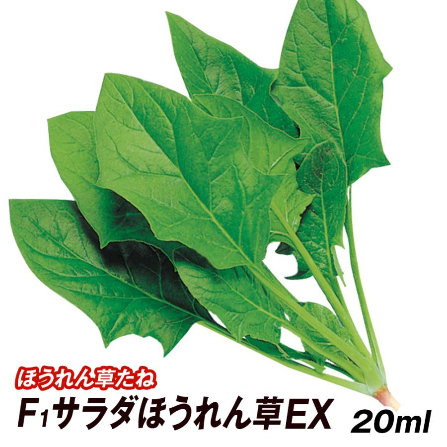 種 野菜たね ホウレン草 F1サラダほうれん草EX 1袋（20ml） 法蓮草