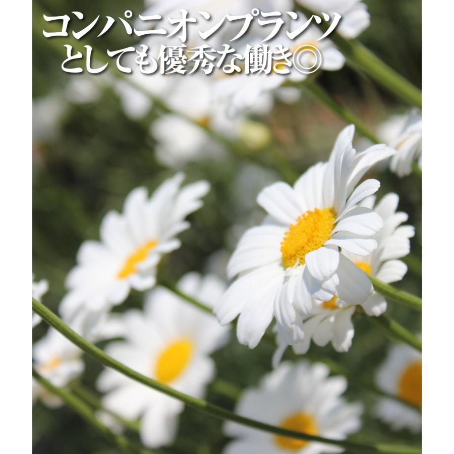 白花除虫菊 種 5000粒 花種 虫除けハーブ 蚊取り線香 シロバナムシヨケギク 国華園 種 花たね 除虫菊 シロバナムシヨケギク 1袋(50粒) / 花の種