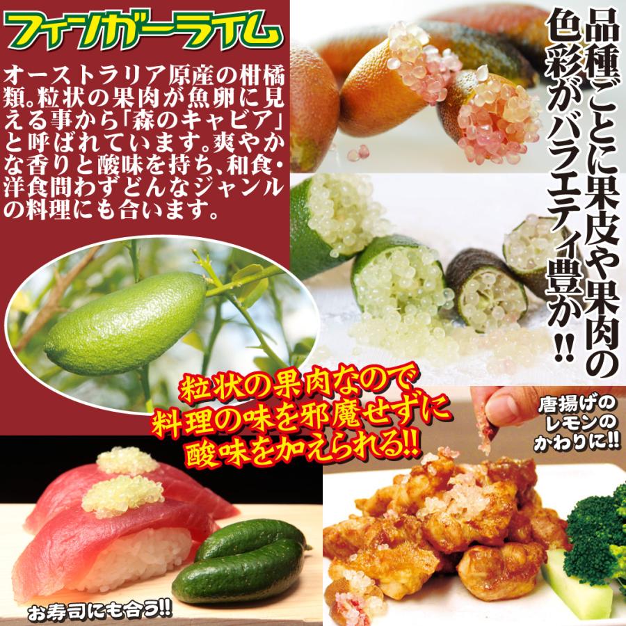 柑橘2年生　フィンガーライム接木苗／ダーラムエメラルド　8号鉢植え 楽天市場】フィンガーライム 苗 【ダーラムエメラルド】 果皮