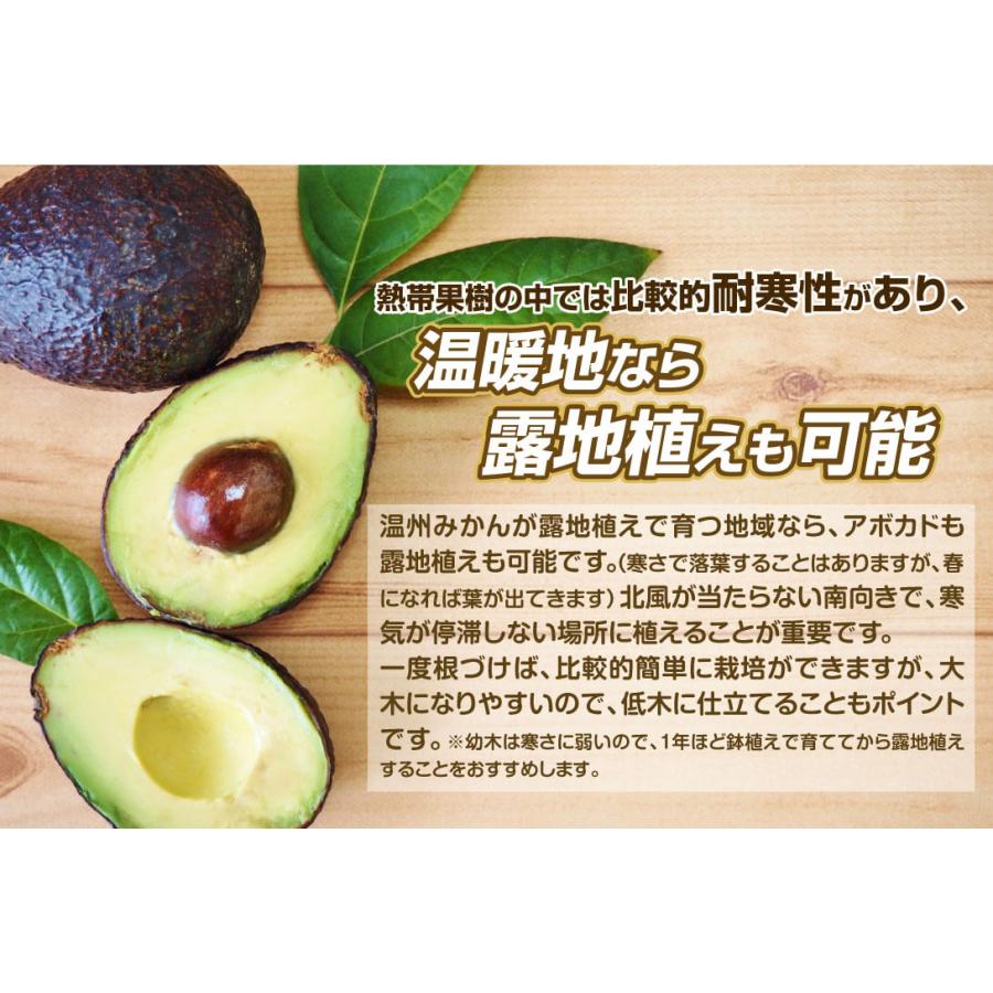 国華園 アボカド苗 寒さに強いアボカドAセット 2種2株(メキシコーラ