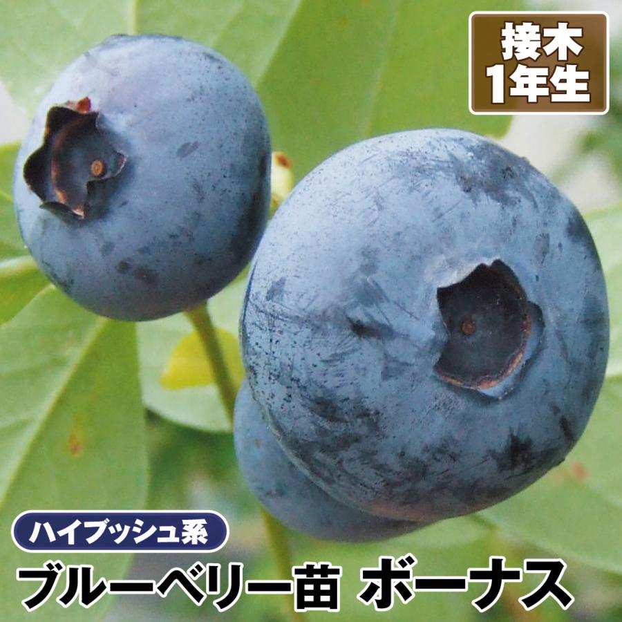 【はやpapa】ブルーベリー接木苗　4本セット ブルーベリー ハイブッシュ系 ボーナス 接木1年生苗 1株 果樹苗 国華園