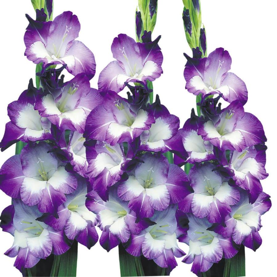 グラジオラス 球根 紫白2色咲 普通球(球周約8cm) 30球 グラジオラスの球根 春植え球根（Yahoo!・花と緑 国華園）