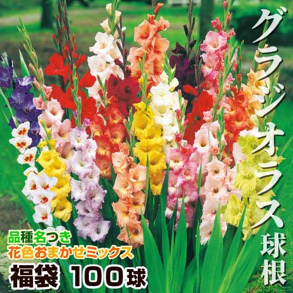 グラジオラス 球根 福袋 100球 (品種見計らい・名称付き) グラジオラスの球根 春植え球根（Yahoo!・花と緑 国華園）
