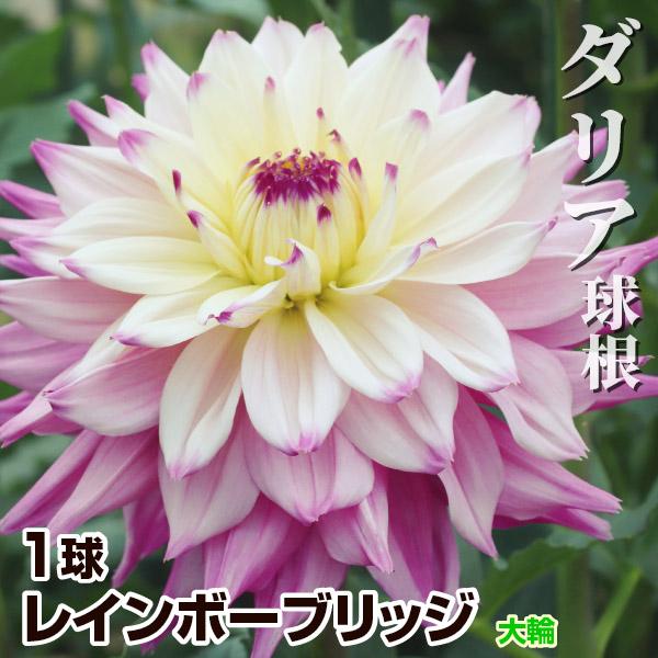 ダリア 球根 レインボーブリッジ (大輪) 1球 ダリアの球根 ダリアの花 春植え球根（Yahoo!・花と緑 国華園）