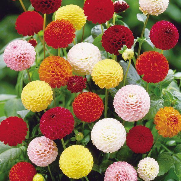 ダリア 球根 切花向きポンポンダリアミックス(無選別) 5球 ダリアの球根 ダリアの花 春植え球根（Yahoo!・花と緑 国華園）