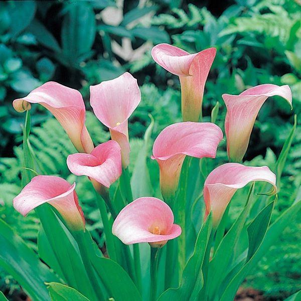畑地性カラー 球根 桃花 2球 畑地性カラーの球根 春植え球根（Yahoo!・花と緑 国華園）