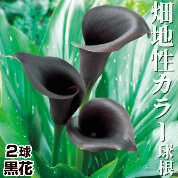 畑地性カラー 球根 黒花 2球 畑地性カラーの球根 春植え球根（Yahoo!・花と緑 国華園）