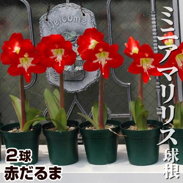 ミニアマリリス 球根 赤だるま 2球 アマリリスの球根 春植え球根（Yahoo!・花と緑 国華園）