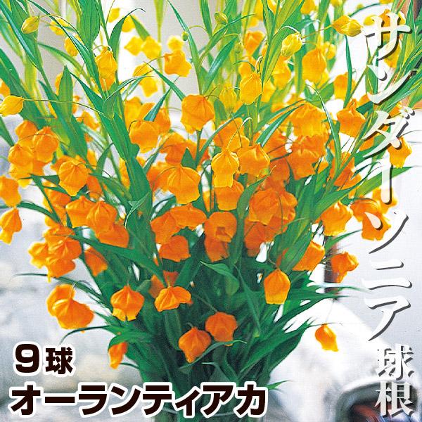 サンダーソニア 球根 オーランティアカ 9球 サンダーソニアの球根 春植え球根（Yahoo!・花と緑 国華園）