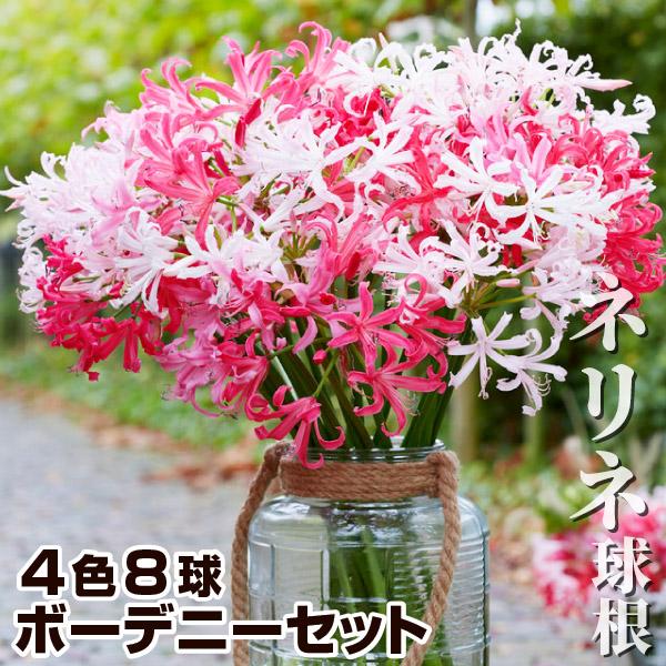 ネリネ 球根 ボーデニーセット 4色8球 (各2球) ネリネの球根 ネリネの花 ダイヤモンドリリー 春植え球根（Yahoo!・花と緑 国華園）