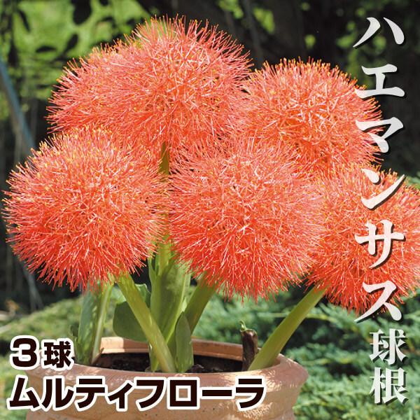 ハエマンサス 球根 (スカドクサス) ムルティフローラ 3球 ハエマンサスの球根 春植え球根（Yahoo!・花と緑 国華園）