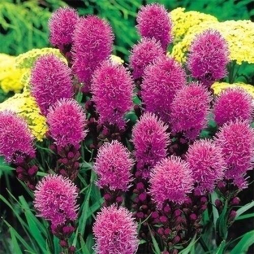 リアトリス 球根 コボルド (ゴブリン) 15球 リアトリスの球根 春植え球根（Yahoo!・花と緑 国華園）