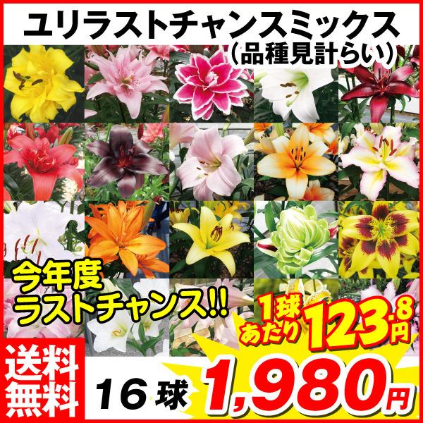 ユリ 球根 ユリ ラストチャンスミックス 16球(品種見計らい) ユリの花 ユリの球根 送料無料｜kokkaen｜02