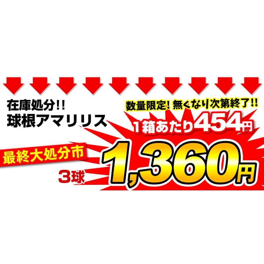 アマリリス 球根 最終大処分市 球根アマリリス (品種見計らい・名称付) 3球 アマリリスの花 ヒッペアストラム [ネット限定企画]｜kokkaen｜03