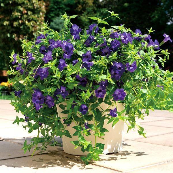 花苗 スーパートレニア カタリーナ アメジスト 2株 / PW（Yahoo!・花と緑 国華園）