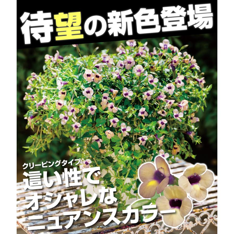 国華園 花苗 スーパートレニア カタリーナ ラムレーズン 品種登録出願