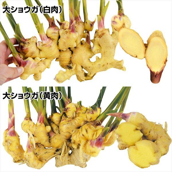 種ショウガ 激安黄白大ショウガセット 2種20kg(各10kg) / 生姜 しょうが 家庭菜園 自家菜園 安い 激安 万能 香りが良い（Yahoo!・花と緑 国華園）