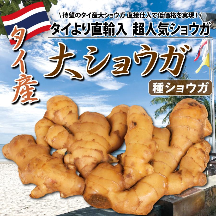 種ショウガ タイ産大ショウガ(近江生姜) 20kg / 生姜 しょうが 種ショウガ タイ産大ショウガ(近江生姜) 20kg / 生姜 しょうが